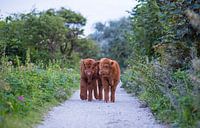 Twee jonge Schotse hooglander kalfjes in de duinen