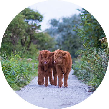 Twee jonge Schotse hooglander kalfjes in de duinen van Maurice Haak