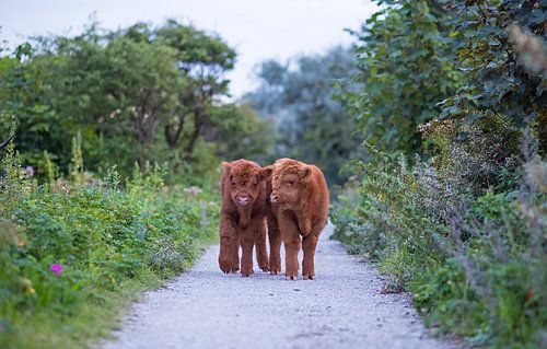 Zwei junge schottische Hochlandkälber in den Dünen