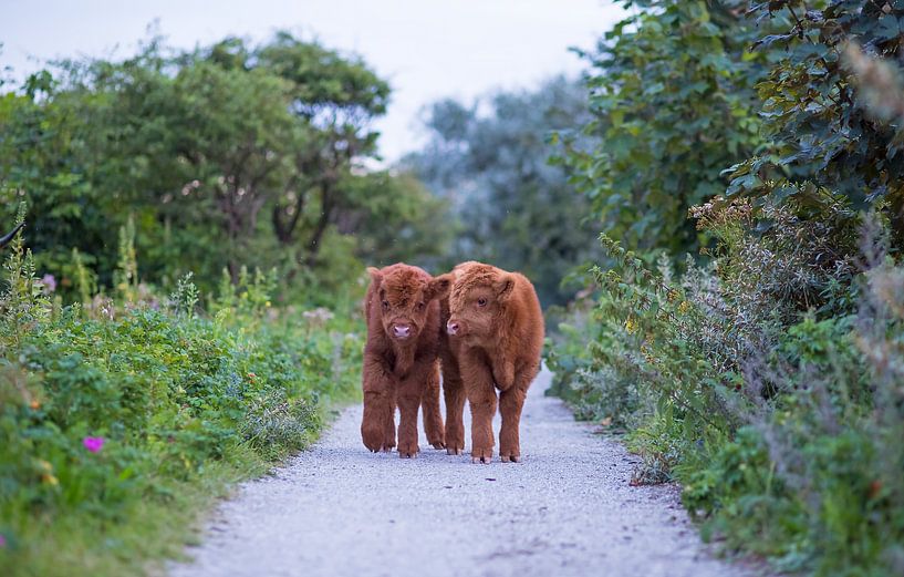 Two young Scottish highlander calves in the dunes by Maurice Haak