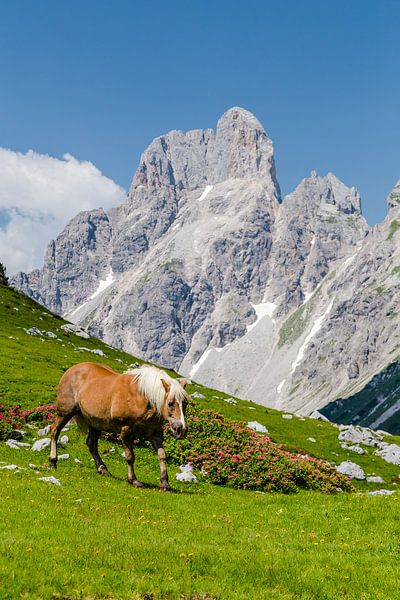 Pferd in den Bergen von Coen Weesjes