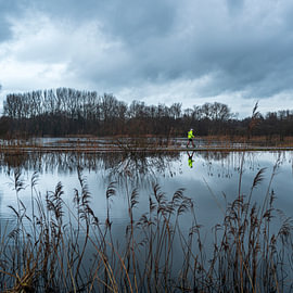 Between reeds and reflection by Filip D´hooghe