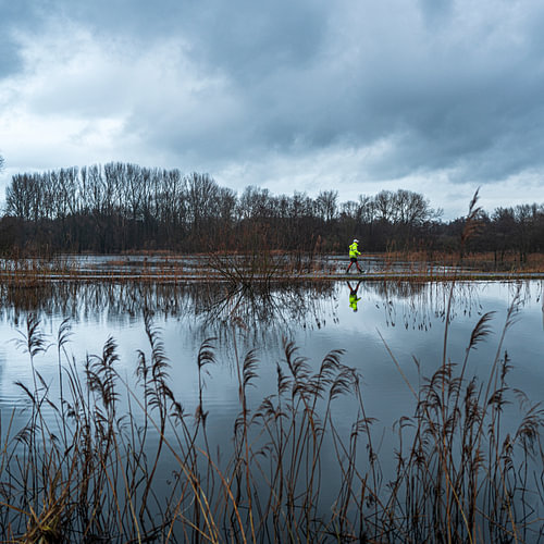 Tussen riet en reflectie