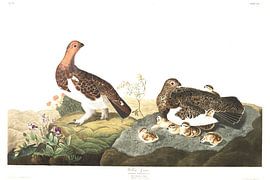 Lagopède des Saules