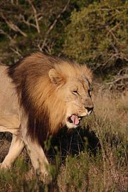 Lion's head with golden light in South Africa by Britt Engbers