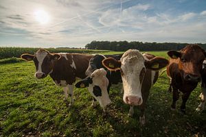 Nieuwsgierige roodbonte koeien in een weiland