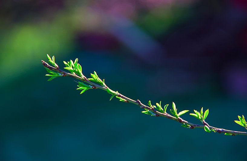 Blue/Green Spring leaves by Images from a hillside in Umbria