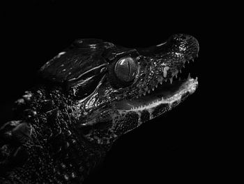 Heerser van de Moerassen