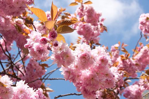 Flowers of Hyde Park