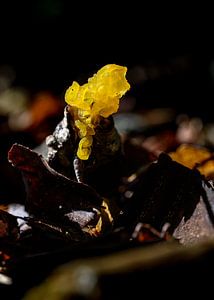 Gouden oor paddenstoel van Foto Amsterdam/ Peter Bartelings