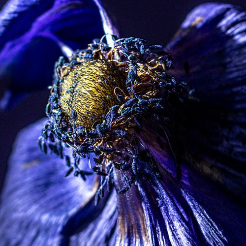 Vergängliches Violett von SO fotografie