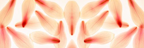 Panorama bloemblaadjes magnolia abstract roze delicaat