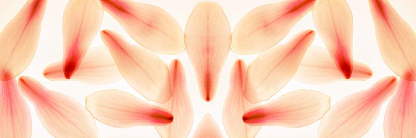 Panorama petals magnolia abstract pink delicate by Dieter Walther