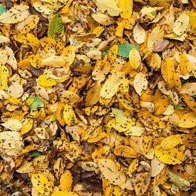 Feuilles de hêtre multicolores en automne sur Holger Spieker