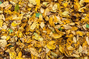 Feuilles de hêtre multicolores en automne