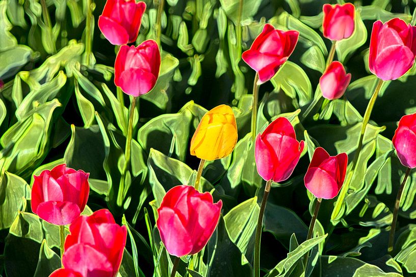gestileerd tulpenveld van Jan Fritz