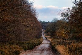 Sand road along the heath in Ede by Eric Wander