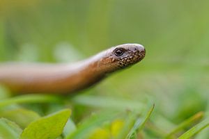 Blindschleiche ( Anguis fragilis )