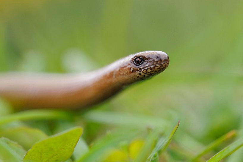 Blindschleiche ( Anguis fragilis ) von wunderbare Erde