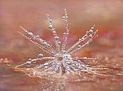 Star-image by Caroline Lichthart thumbnail