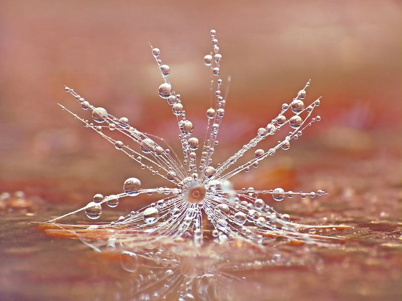 Star-image by Caroline Lichthart