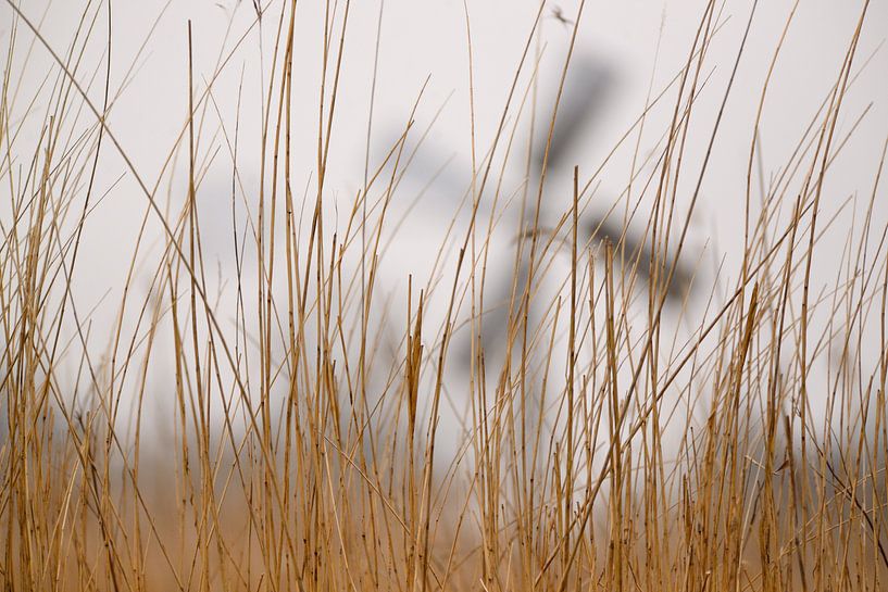 molen giethoorn riet by Petra De Jonge