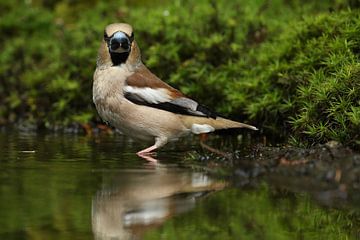 Appelvink (Coccothraustes coccothraustes) van Ronald Pol