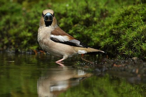Appelvink (Coccothraustes coccothraustes)