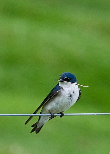 Blauw-witte zwaluw met takje