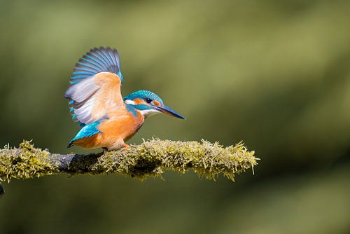 De ijsvogel vliegt op zijn tak