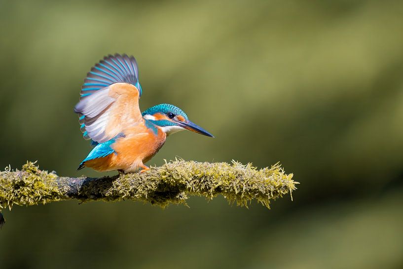 Der Eisvogel fliegt auf seinem Ast von Cynthia Verbruggen