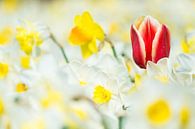 Tulip and narcissus von Jelmer Jeuring Miniaturansicht
