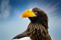 Head of a detailed Steller sea eagle in side view, against a blue and white sky. by Gea Veenstra thumbnail