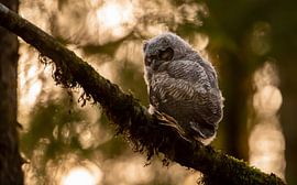 Sleeping European Eagle by Jos Krynen