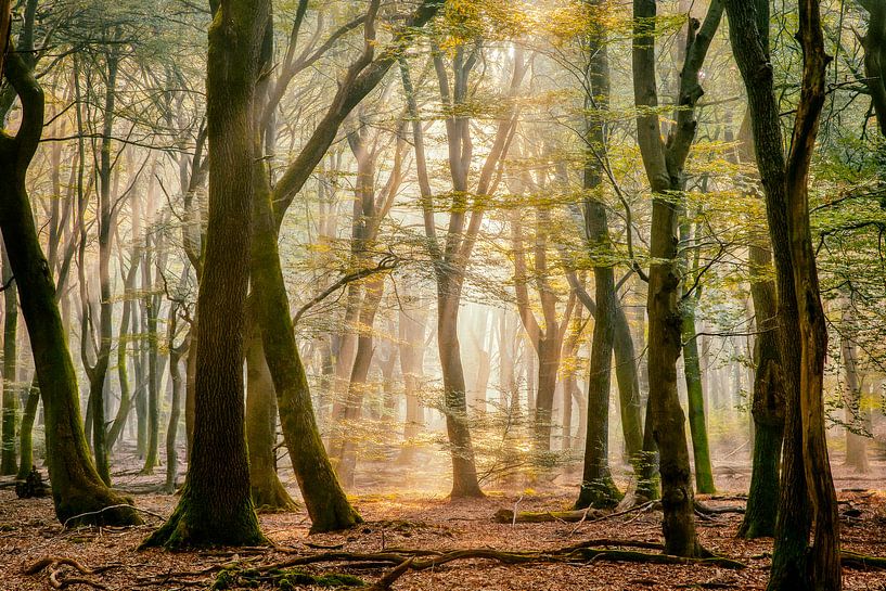 Open secret II by Lars van de Goor