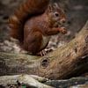 Portrait of a red squirrel by Marjolein van Middelkoop
