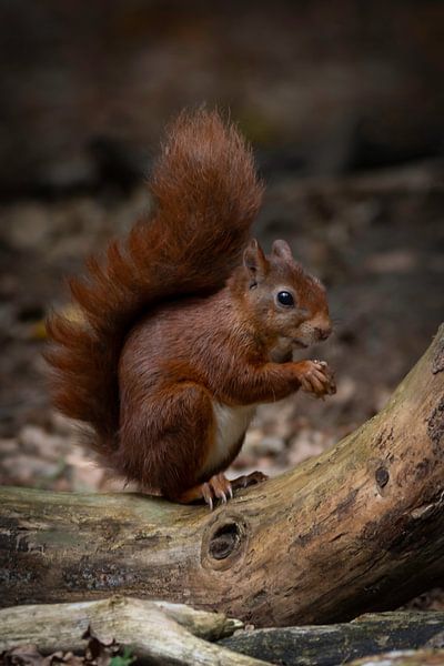 Portret van een rode eekhoorn van Marjolein van Middelkoop