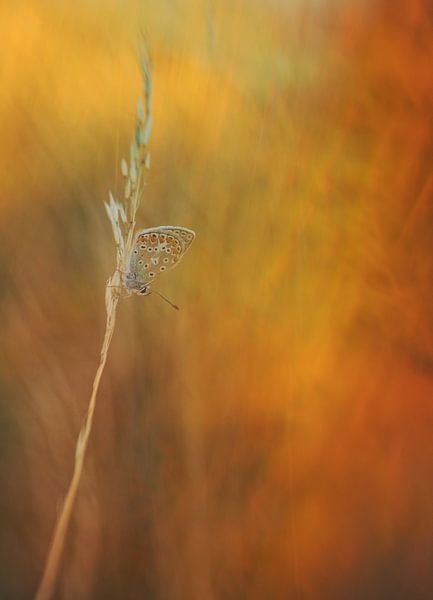 Summertime by Remco loeffen