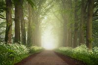 Cow Parsley Road