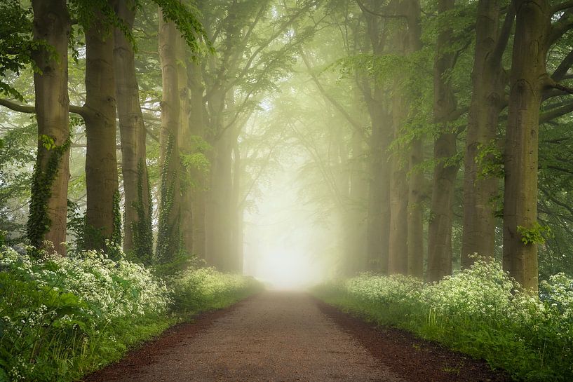 Cow Parsley Road by Jeroen Schouten