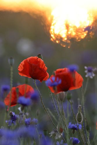 klaprozenveld in zonsondergang duitsland