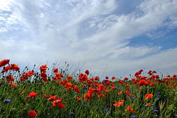 Mohnblumen im Wind