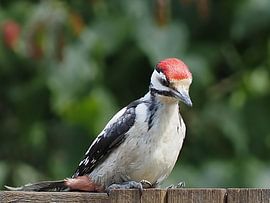Young great spotted woodpecker with his red cap! by Marjon Woudboer