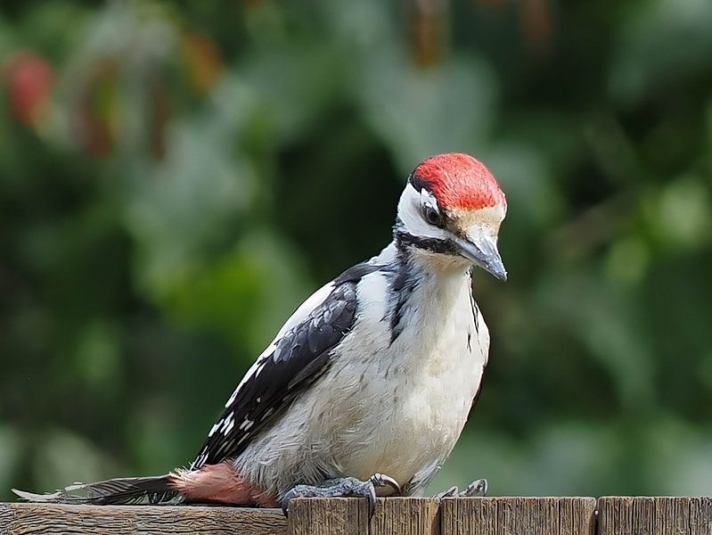 Jeune pic épeiche avec sa casquette rouge ! par Marjon Woudboer