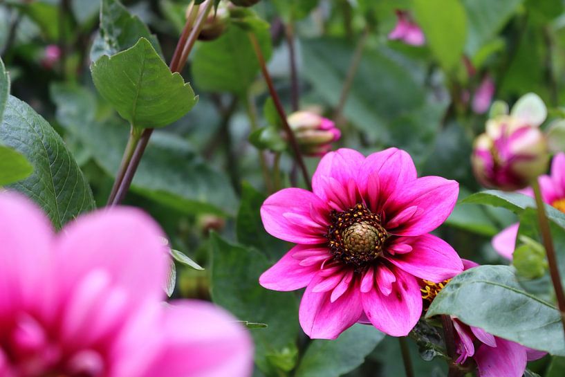 ciclama rose Dahlia par Arie van Vugt