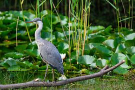 Heron near the water lilies