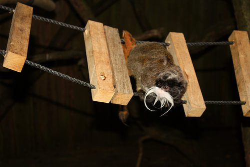 Imperial tamarin on a wooden bridge
