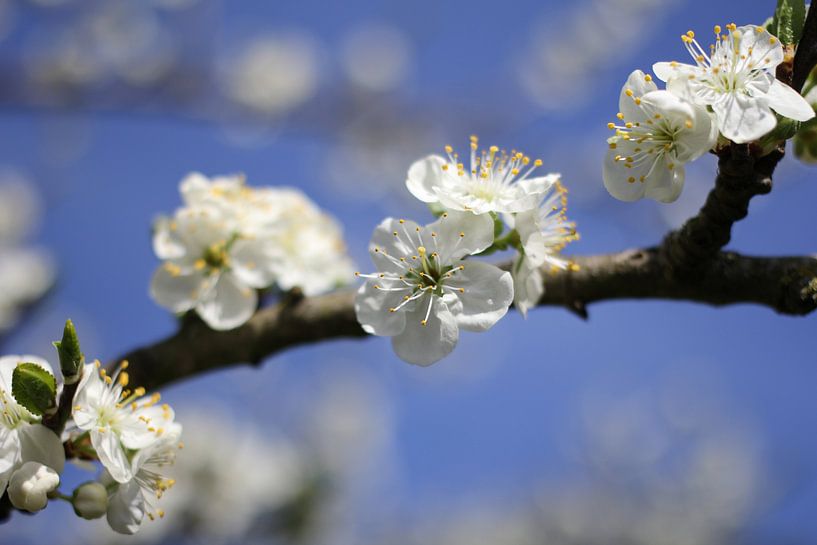 Tak met prachtige witte fruit bloesem  van de kersenboom in de lente en een helder blauwe lucht von Angelique Nijssen