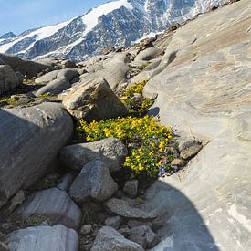 Alpenblumen – farbenprächtige Naturfotografie aus den Bergen. Jetzt Wandbild oder Leinwand kaufen und alpine Blütenvielfalt erleben am Großglockner von Miriam Schwarzfischer Fotografie