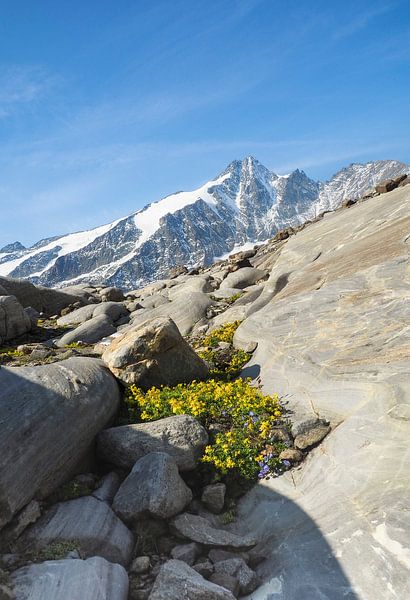 Alpenbloemen - kleurrijke natuurfotografie uit de bergen. Koop nu een muurschildering of canvas en ervaar de verscheidenheid van alpenbloemen op de Grossglockner van Miriam Schwarzfischer Fotografie